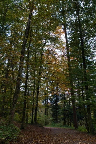 Beautiful Scenery Long Trees Fallen Leaves Ground Forest Autumn Season — Foto de Stock