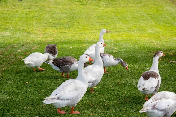 Cute Geese Ducks Walking Park — Stock fotografie