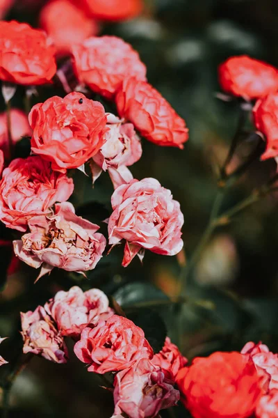 Vertical Shot Blooming Red Pink Roses Greenery — Stock Photo, Image
