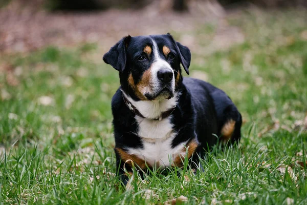 Adorable Swiss Mountain Dog Grassy Field — Stock Fotó