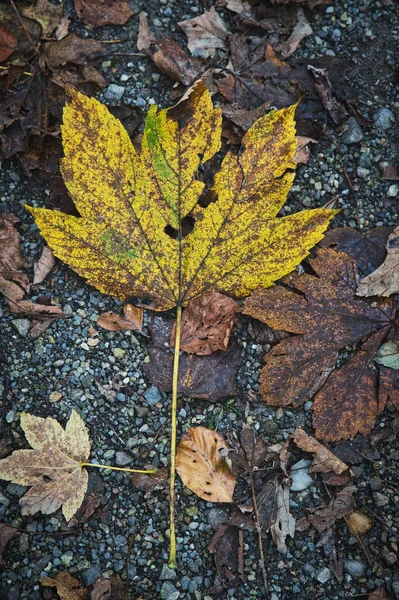 Top View Cut Dirty Autumn Tree Leaves Fallen Stony Ground — Zdjęcie stockowe