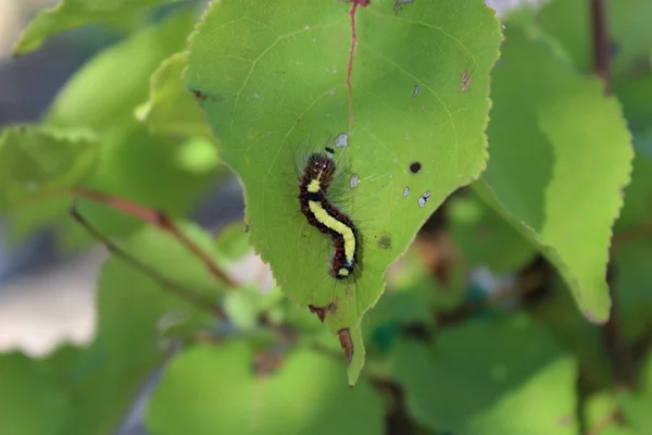 Close Shot Caterpillar Leaf — Φωτογραφία Αρχείου