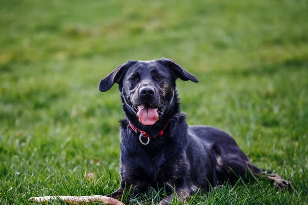 Closeup Cute Crazy Black Dog Sport Training — Foto Stock