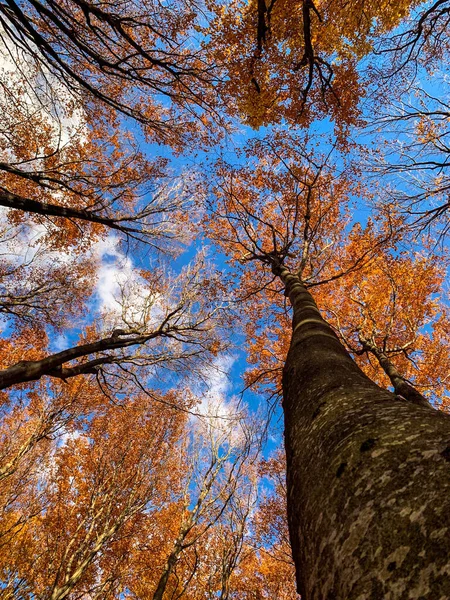 Een Verticaal Schot Van Hoog Groeiende Bomen Het Bos Herfst — Stockfoto