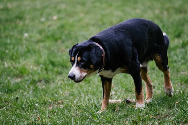 Cute Domestic Greater Swiss Mountain Dog Outdoors — стокове фото