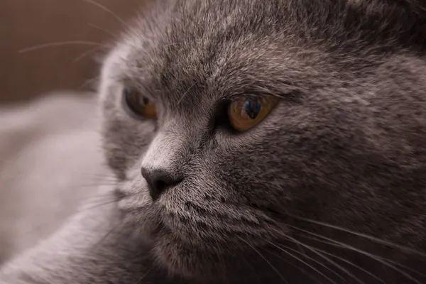 Tiro Close Gato Britânico Curta Metragem Azul Cinza Com Olhos — Fotografia de Stock