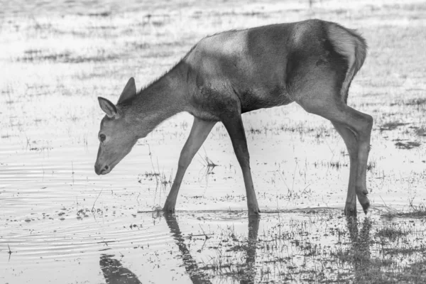 호수에서 마시려고 외로운 사슴을 — 스톡 사진