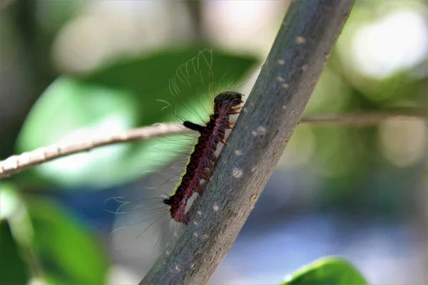 Beautiful Hairy Caterpillar Climbing Tree — стоковое фото