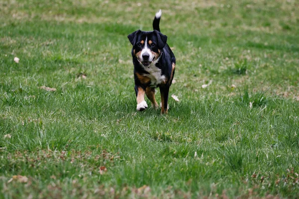 Closeup Cute Entlebucher Black Mountain Dog Playing Sport Training — Stok fotoğraf