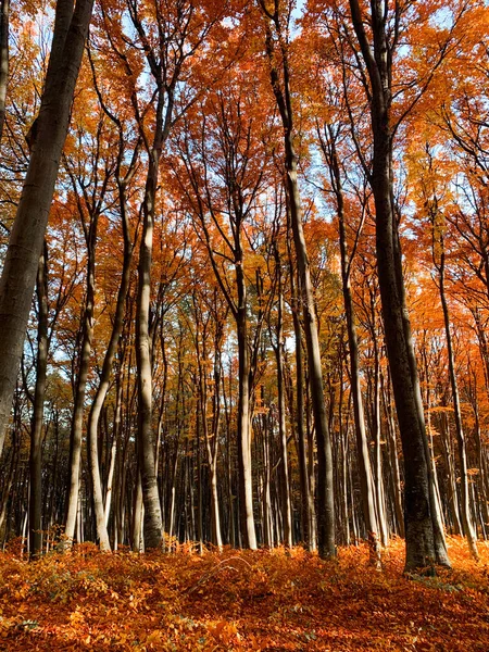 秋の森の中で背の高い木の垂直ショット — ストック写真