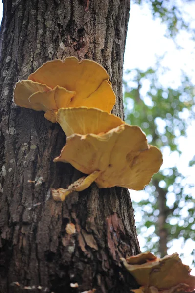 Vertical Shot Big Yellow Edible Chicken Woods Mushrooms Tree Trunk — Stock Fotó