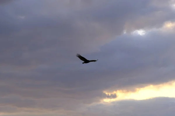 Warm Sunset Small Bird Soaring Sky Clouds — Stock Photo, Image