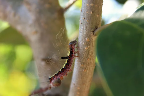Beautiful Hairy Caterpillar Climbing Tree — Stok fotoğraf