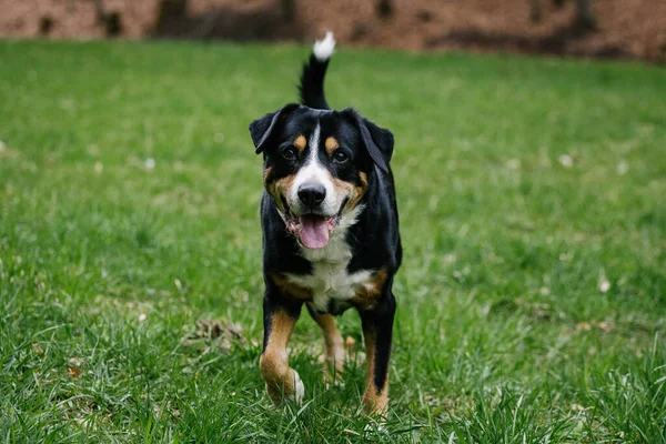 Cute Domestic Greater Swiss Mountain Dog Outdoors — Stock Photo, Image