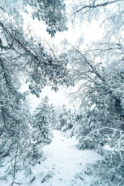 Низький Кутовий Вид Снігових Високих Дерев Білим Небом Лісі Куршської — стокове фото