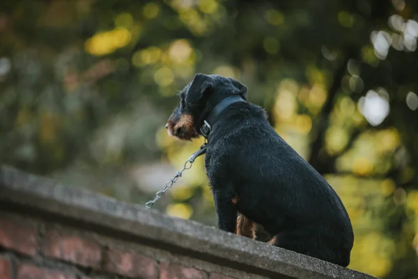 首の周りに鎖で座ってかわいい黒い子犬のクローズアップ — ストック写真
