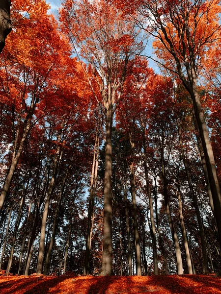 Een Verticaal Schot Van Hoog Groeiende Bomen Het Bos Herfst — Stockfoto