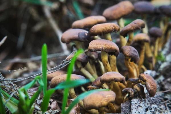 Closeup Shot Beautiful Growth Mushrooms Autumn Blurry Background — Foto de Stock