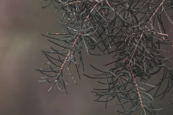Closeup Pine Tree Branch Blurred Background — Stock Photo, Image