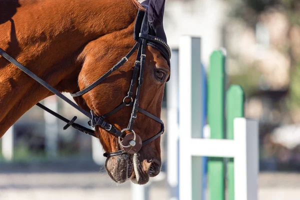 Brown Horse Sport Training — Foto de Stock