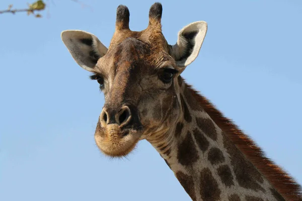 Closeup Shot Cute Giraffe Head Background Blue Sky — Zdjęcie stockowe
