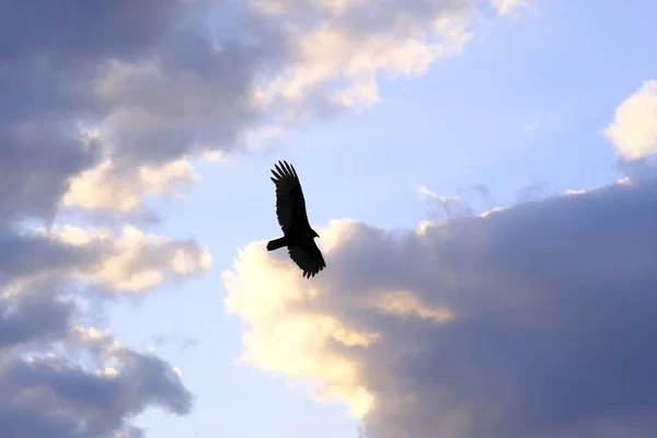 Low Angle Shot Beautiful Bird Spreading Its Wings Cloudy Sky Stock Picture