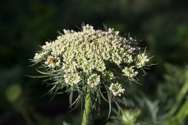 Tavasszal Ökológiai Kertből Származó Sárgarépa Fehér Virágai — Stock Fotó