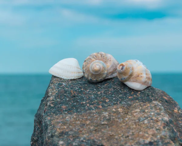 背後の石と海の貝のクローズアップショット — ストック写真