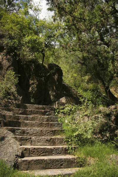 San Luis Arjantin Bitki Örtüsüyle Çevrili Dikey Bir Merdiven — Stok fotoğraf