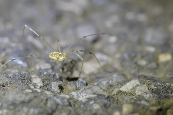 Närbild Spindel — Stockfoto