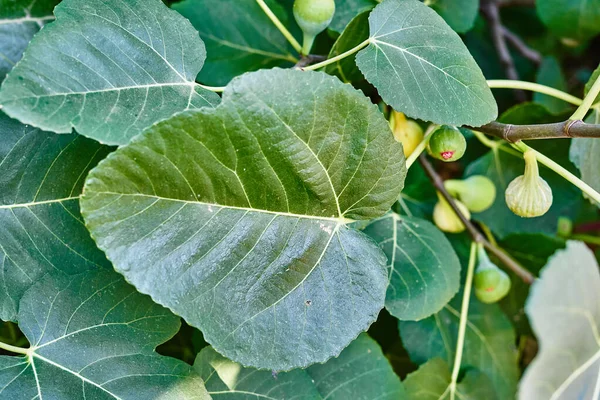 Die Reifen Grünen Feigen Hängen Einem Zweig — Stockfoto