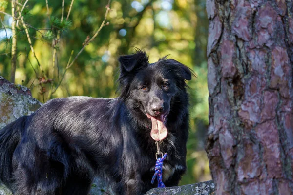 Egy Imádnivaló Fekete Labrador Retriever Erdőben — Stock Fotó