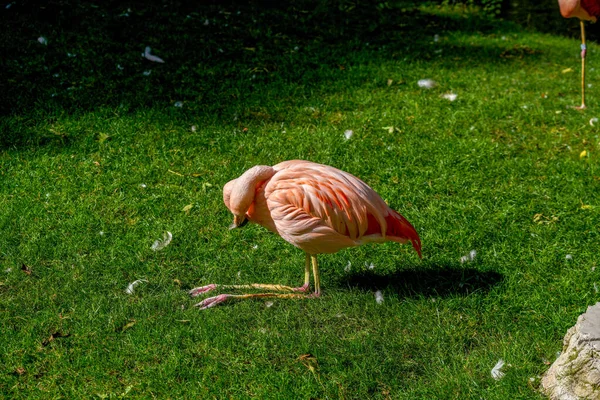 Close Flamingo Gramado Gramado — Fotografia de Stock
