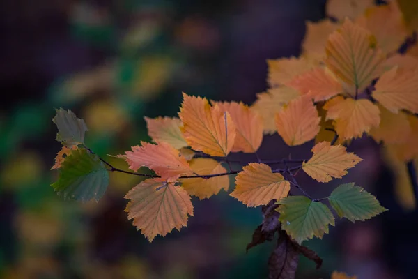 Closeup Shot Orange Green Autumn Leaves — Stock Photo, Image