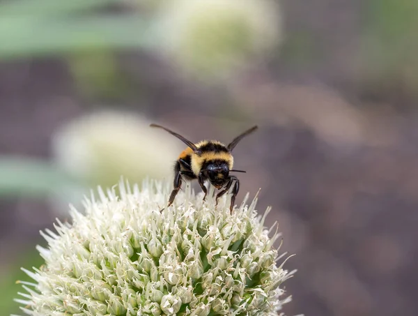 大黄蜂在潮湿的洋葱植株上的选择性聚焦拍摄 — 图库照片