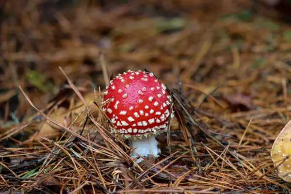 森林里一只野生蘑菇的特写镜头 — 图库照片