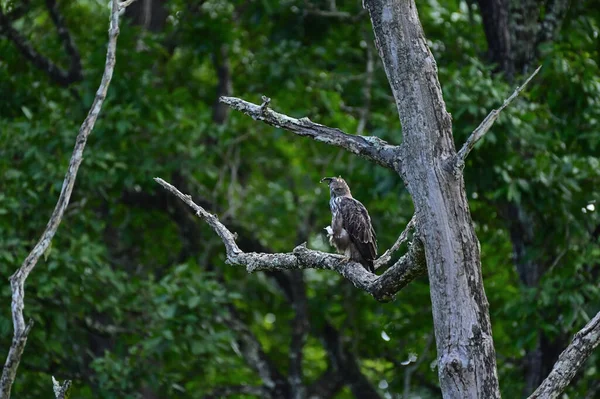 Uma Vista Trás Uma Águia Falcão Crested Empoleirada Árvore Velha — Fotografia de Stock
