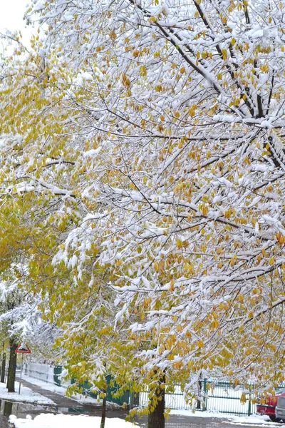 Zrenjanin Σερβια Νοεμβρίου 2013 Χιόνι Νοεμβρίου Στις Νοεμβρίου 2013 Χιόνι — Φωτογραφία Αρχείου