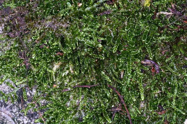 岩石上绿色苔藓的选择性聚焦拍摄 — 图库照片