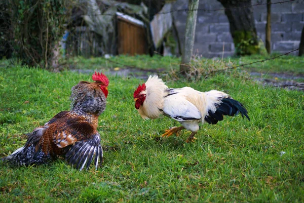 草原に2人の雄鶏 — ストック写真