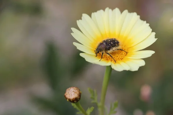 庭の黄色の花のバグ — ストック写真