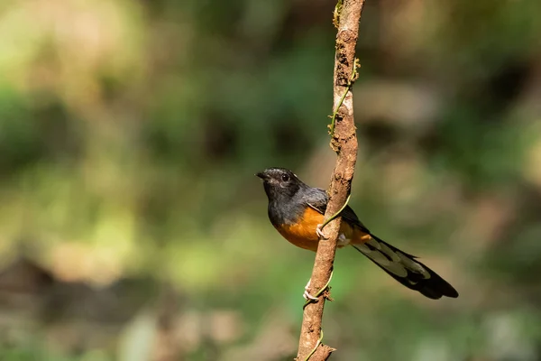 Zbliżenie Ujęcia Pięknego Ptaka Murai Batu Siedzącego Gałązce Drzewa Lesie — Zdjęcie stockowe