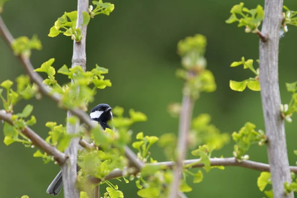 Een Close Shot Van Een Vogel Een Boom — Stockfoto