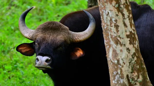 Gaur Indien Bison Indien Broutant Dans Prairie — Photo