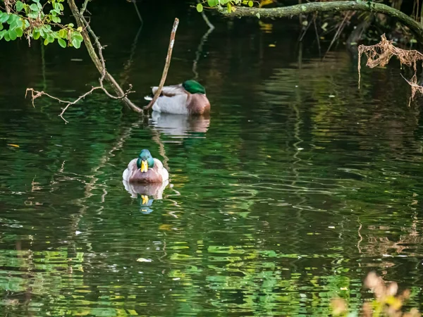 鸭子和天鹅在湖中游泳 — 图库照片