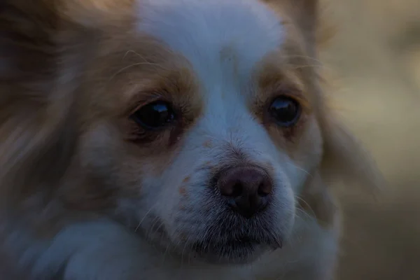 Gros Plan Chihuahua Mignon Sur Fond Flou — Photo