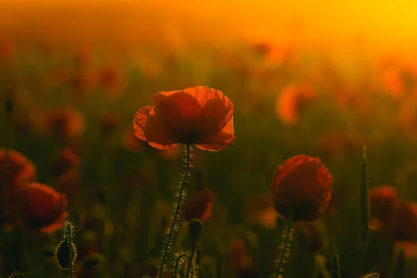 Eine Nahaufnahme Von Mohnblumen Auf Einem Feld Perfekt Für Tapeten — Stockfoto