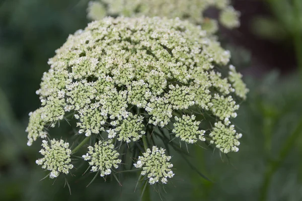 Fiori Bianchi Delle Carote Dell Orto Biologico Primavera — Foto Stock