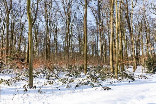 Uma Bela Vista Das Árvores Floresta Inverno — Fotografia de Stock