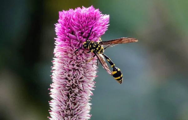 꽃봉오리에 말벌의 선택적 — 스톡 사진